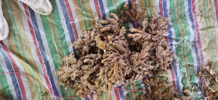 一位成年人正在将切好的老姜片贴在肚脐上,旁边有医用胶布和毛巾,展现实际操作场景 老姜贴肚脐操作图