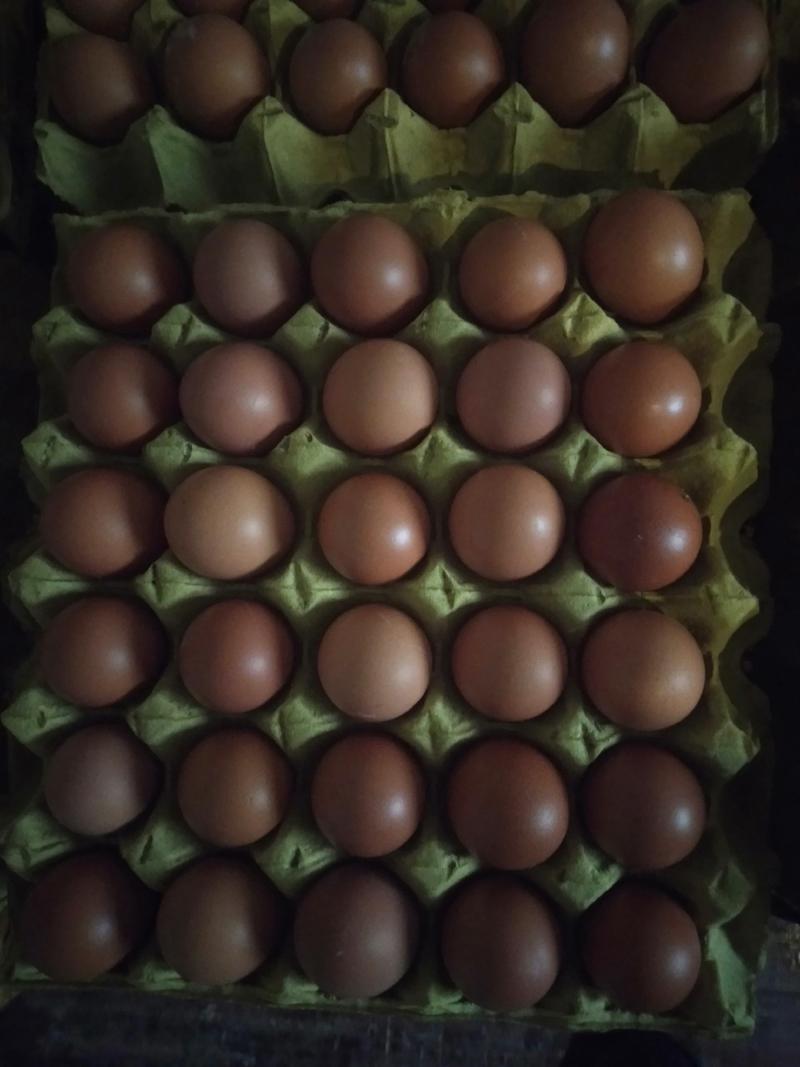 新鲜鸡蛋，一盘净重3.5斤，想要的电话联系