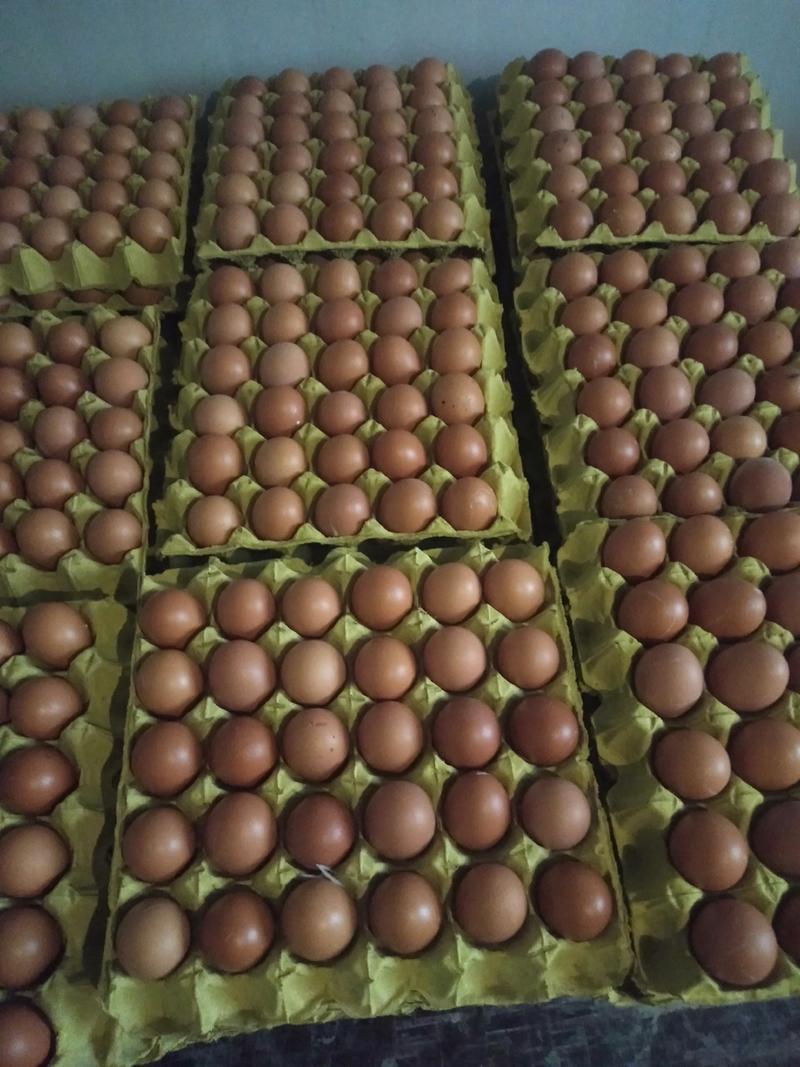 新鲜鸡蛋，一盘净重3.5斤，想要的电话联系