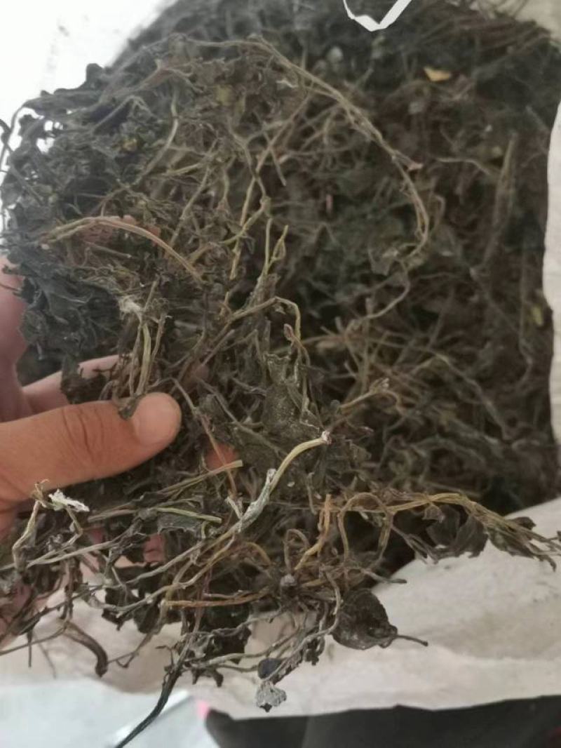 马齿笕