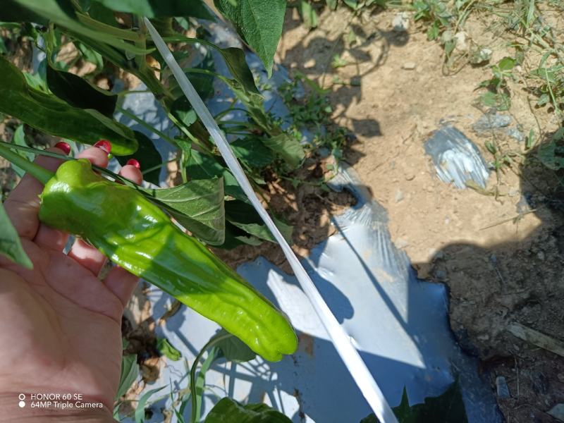 石柱县鲜辣椒