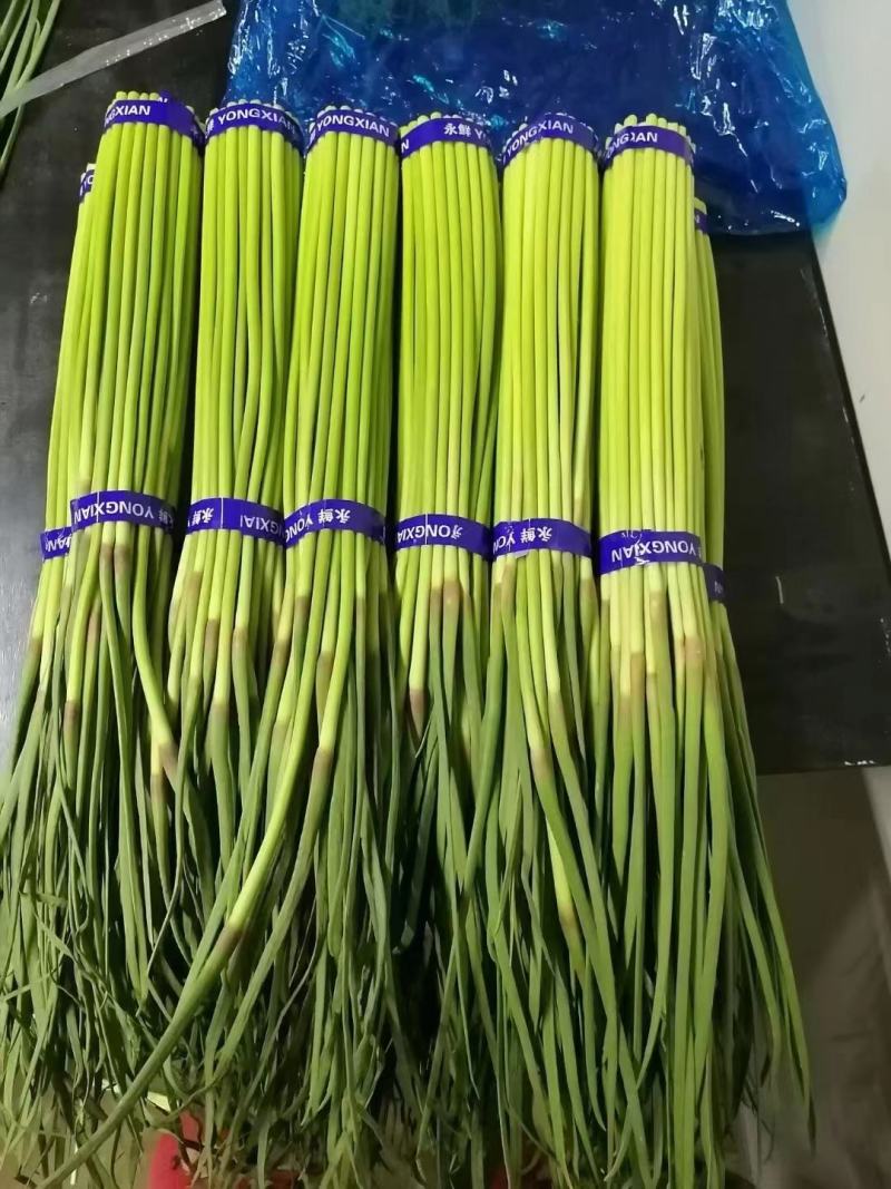 【优选】精品蒜薹品质保障代办电商供应量大优惠