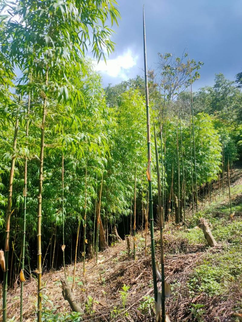 云南澜沧发展河方竹