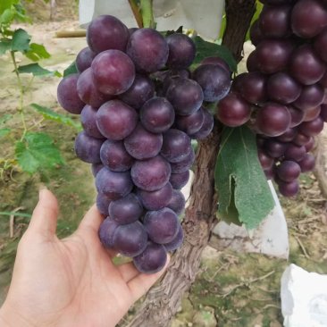 腾稔葡萄！夏黑葡萄！阳光玫瑰葡萄！A17葡萄！维多利亚！