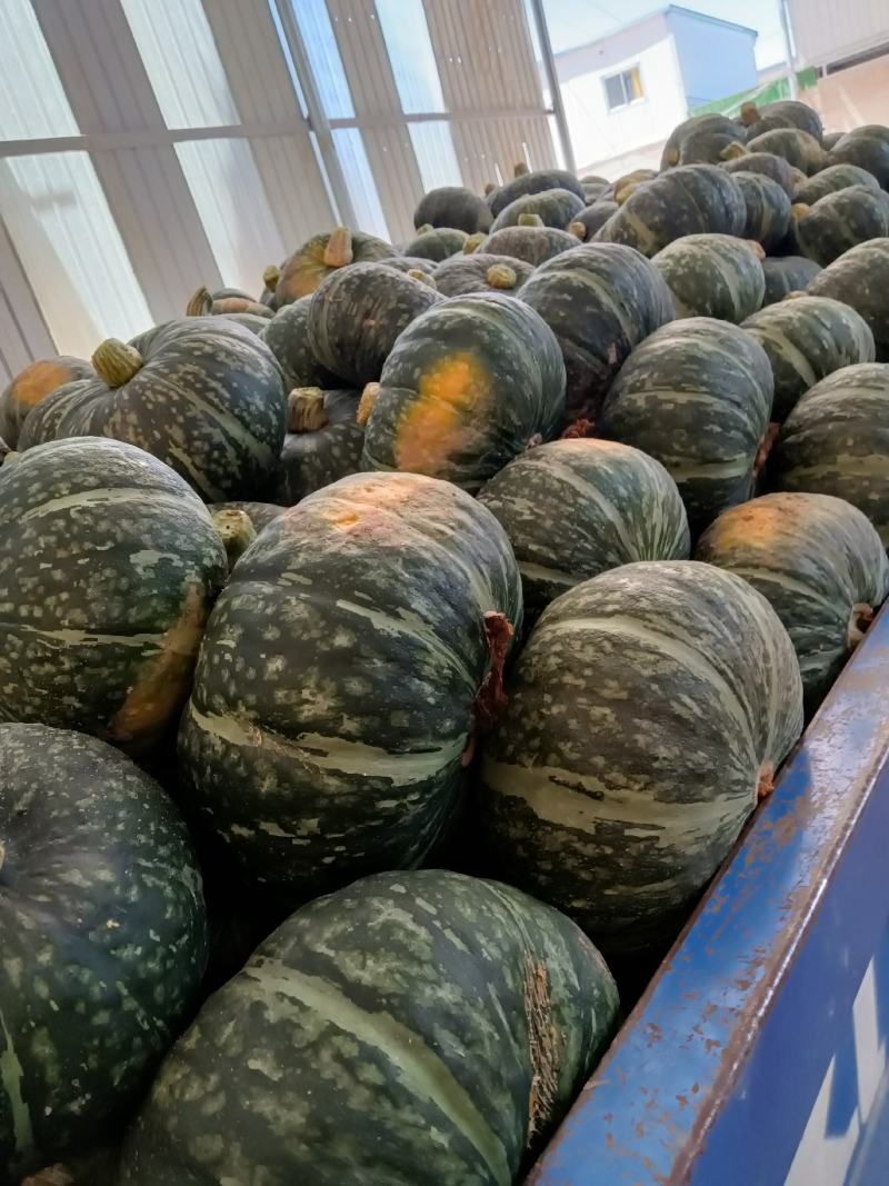 黄土高坡旱地南瓜口感非常好。