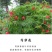 羽叶茑萝花种子易活室外庭院爬藤攀援植物圆叶茑萝五角星花籽