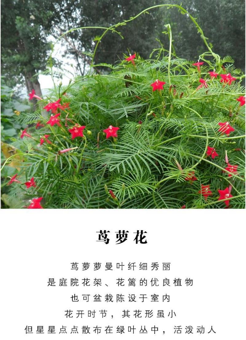 羽叶茑萝花种子易活室外庭院爬藤攀援植物圆叶茑萝五角星花籽
