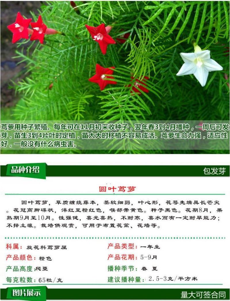 羽叶茑萝花种子易活室外庭院爬藤攀援植物圆叶茑萝五角星花籽