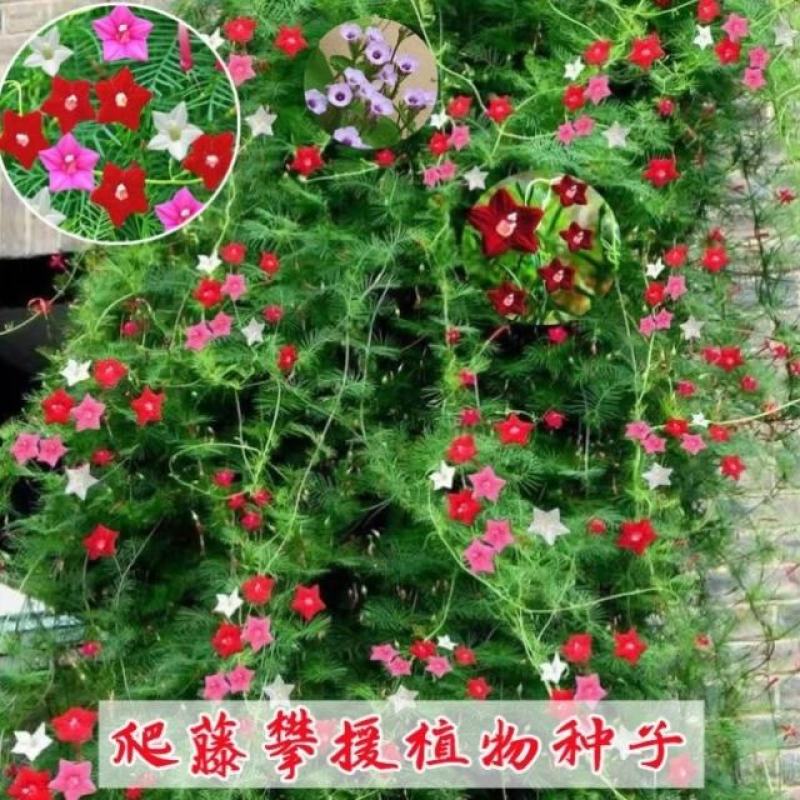 羽叶茑萝花种子易活室外庭院爬藤攀援植物圆叶茑萝五角星花籽