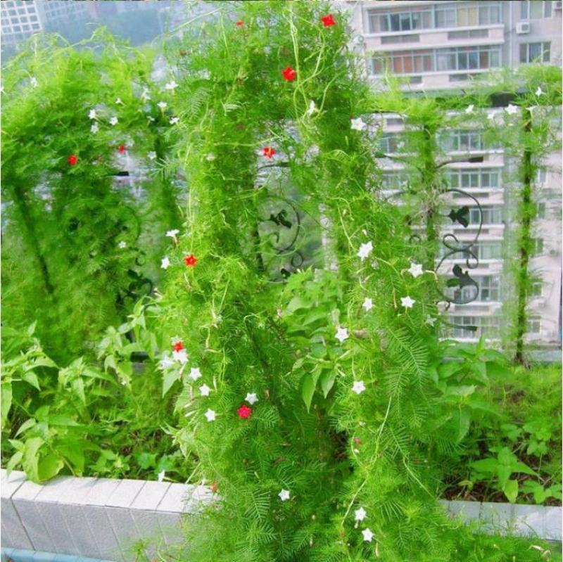 羽叶茑萝花种子易活室外庭院爬藤攀援植物圆叶茑萝五角星花籽