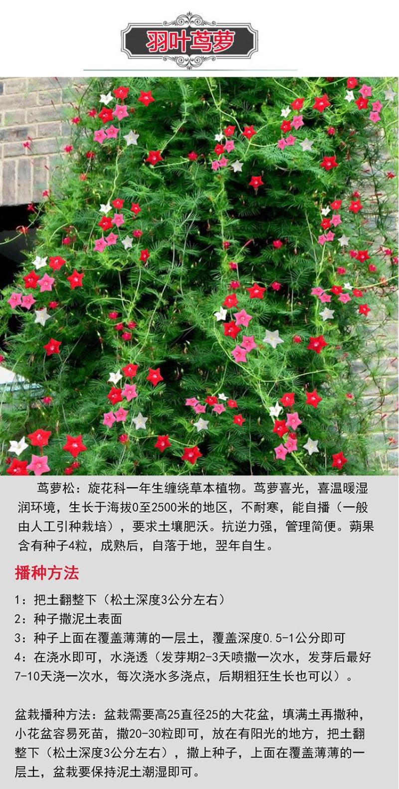 羽叶茑萝花种子易活室外庭院爬藤攀援植物圆叶茑萝五角星花籽