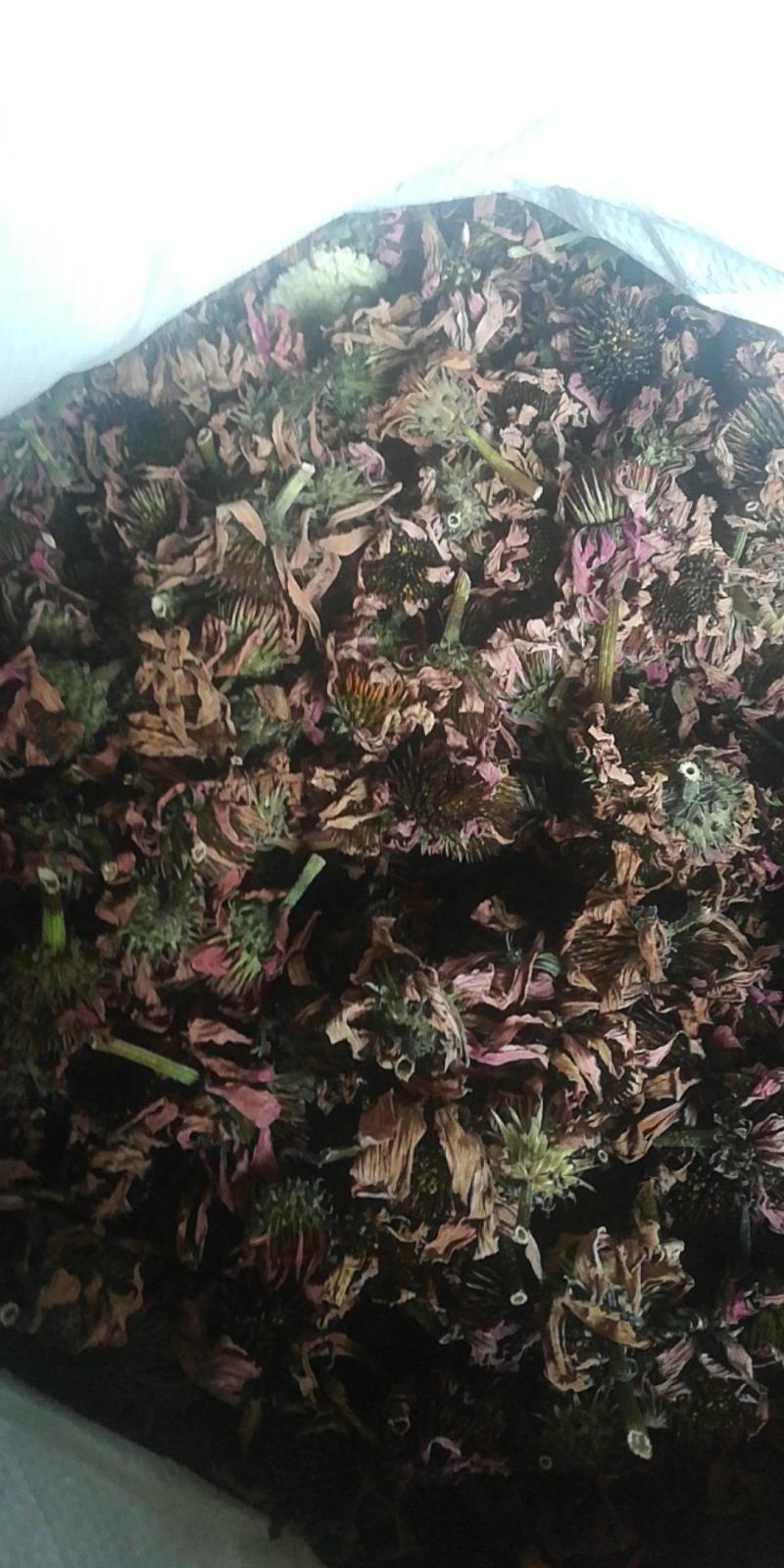 紫锥菊2022年的新货，煮水喝能预防感冒和提高自身免疫力