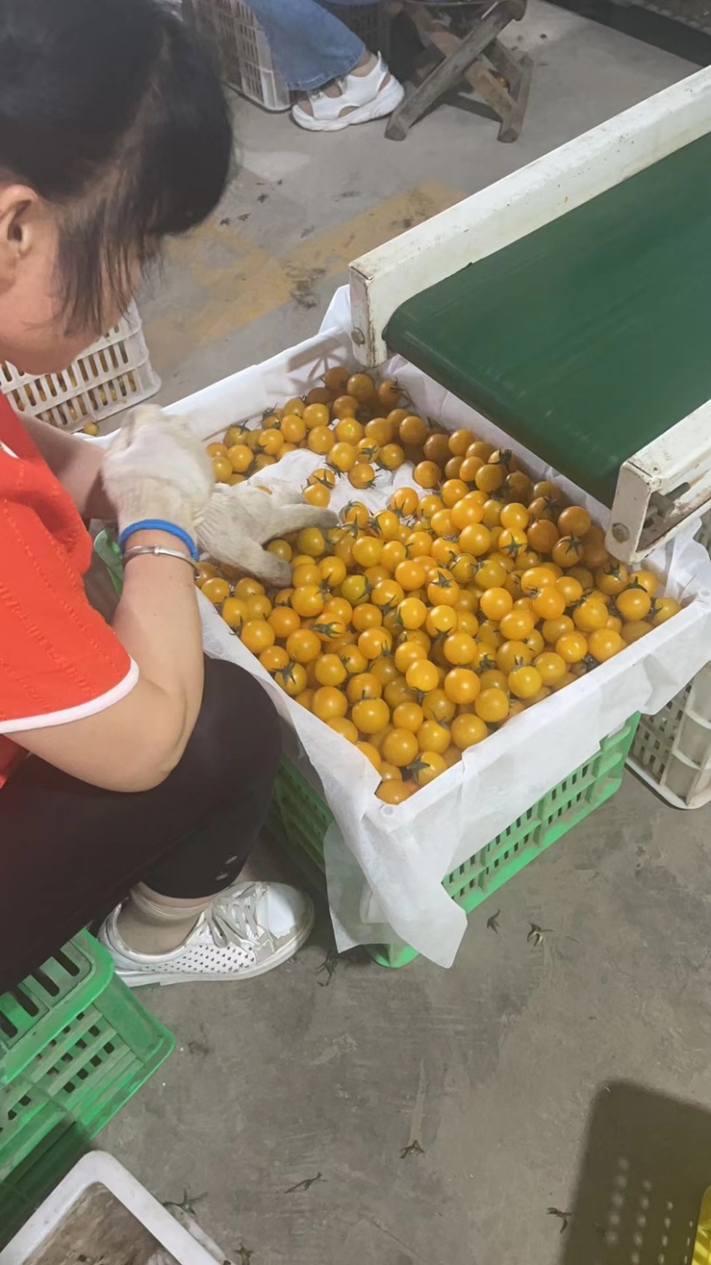 黄色圣女果夏日阳光，一口爆汁，口感香甜