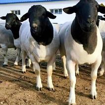 杜波绵羊，黑头杜波绵羊，种公羊，澳洲白绵羊批发，发货全国