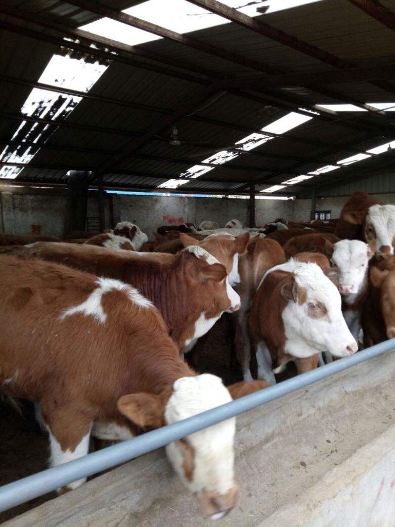 肉牛犊，改良牛犊，牛仔，牛苗包技术，黄牛犊包成活包运输