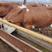肉牛犊，改良牛犊，牛仔，牛苗包技术，黄牛犊包成活包运输