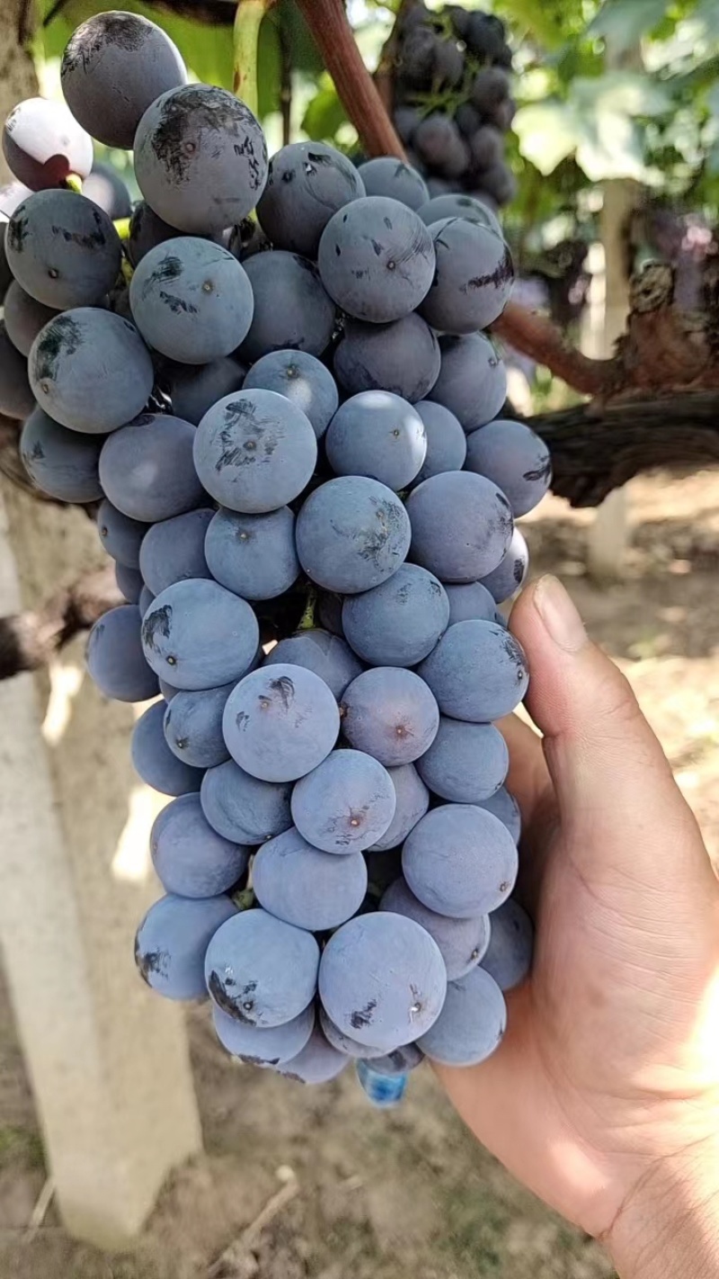 夏黑特早果肉翠硬香甜可口产地直发量大从优
