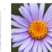 荷兰菊种子多年生宿根花卉耐寒耐阴矮生紫菀花卉四季易种