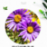 荷兰菊种子多年生宿根花卉耐寒耐阴矮生紫菀花卉四季易种