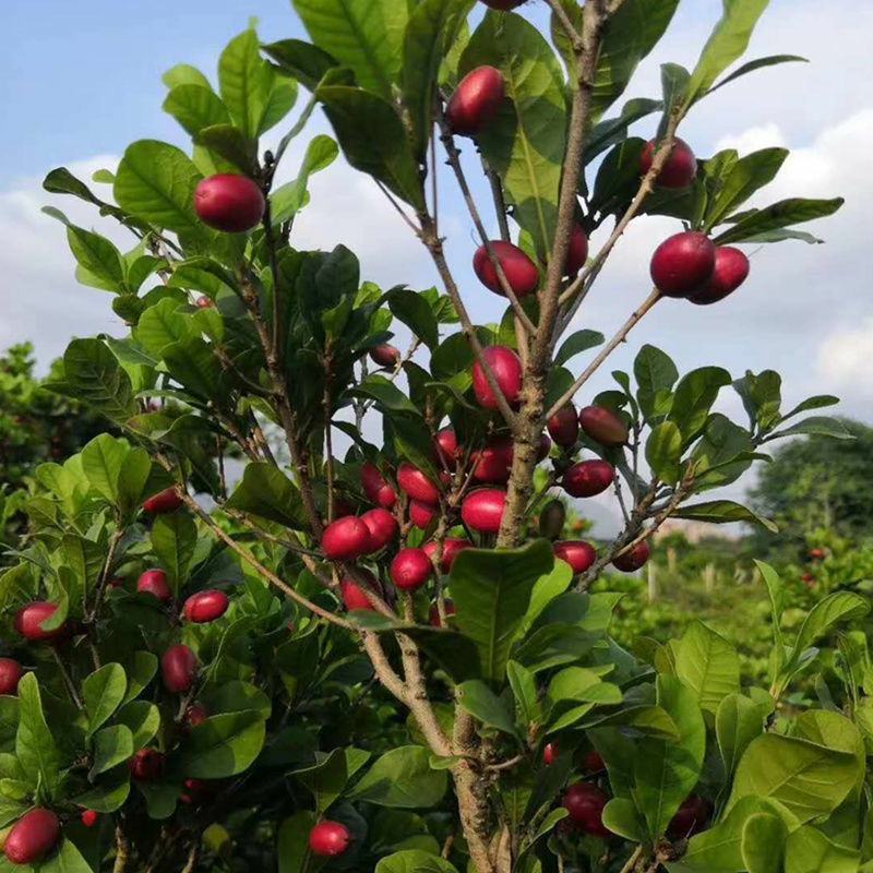 神秘果树苗四季开花当年结果变味果盆栽果树带叶带花带果包邮