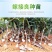 枇杷苗嫁接大五星枇杷果树苗南方北方水果苗带土带叶