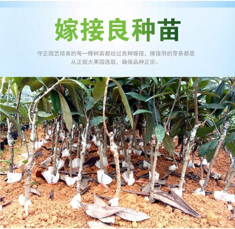 枇杷苗嫁接大五星枇杷果树苗南方北方水果苗带土带叶