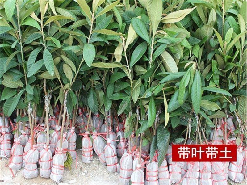 枇杷苗嫁接大五星枇杷果树苗南方北方水果苗带土带叶