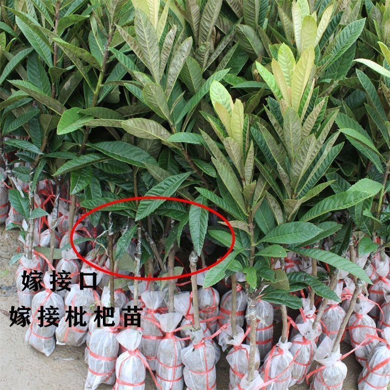 枇杷苗嫁接大五星枇杷果树苗南方北方水果苗带土带叶