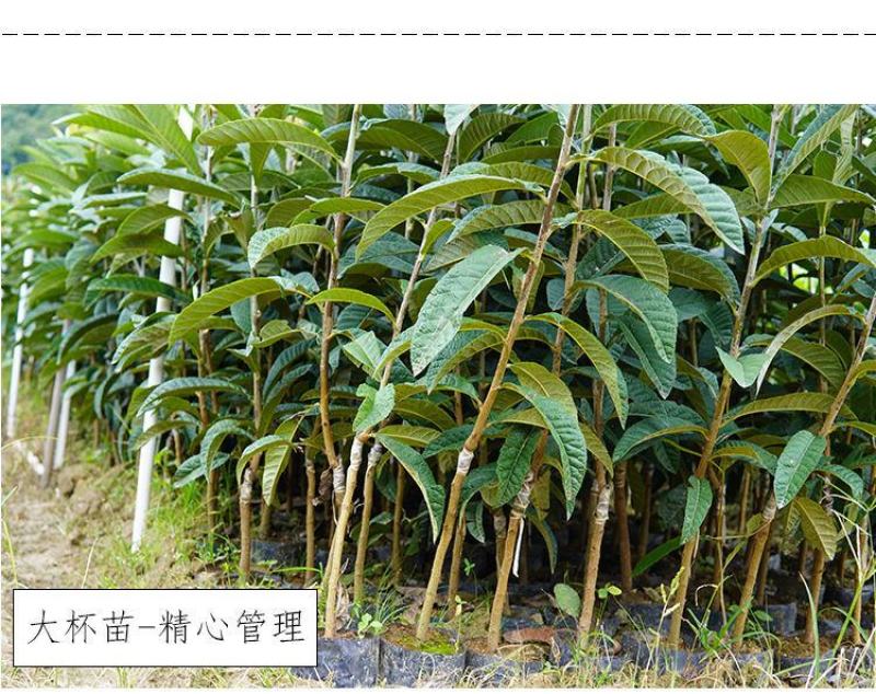 枇杷苗嫁接大五星枇杷果树苗南方北方水果苗带土带叶