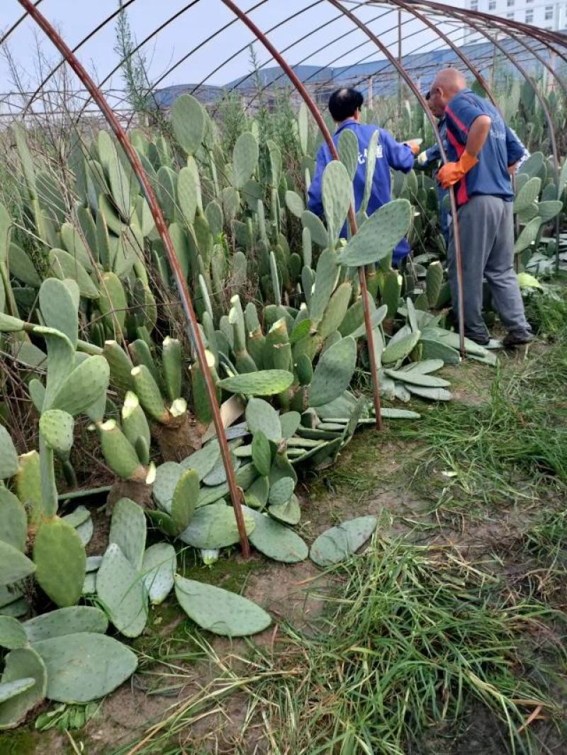 仙人掌米邦塔种片