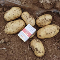 河南ev黄心土豆规格全薯型好保质保量可视频看货！