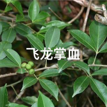 中草药广西金秀大瑶山