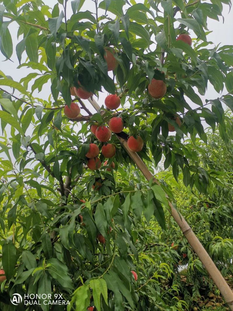 特大桃子一斤重大量上市红岗山