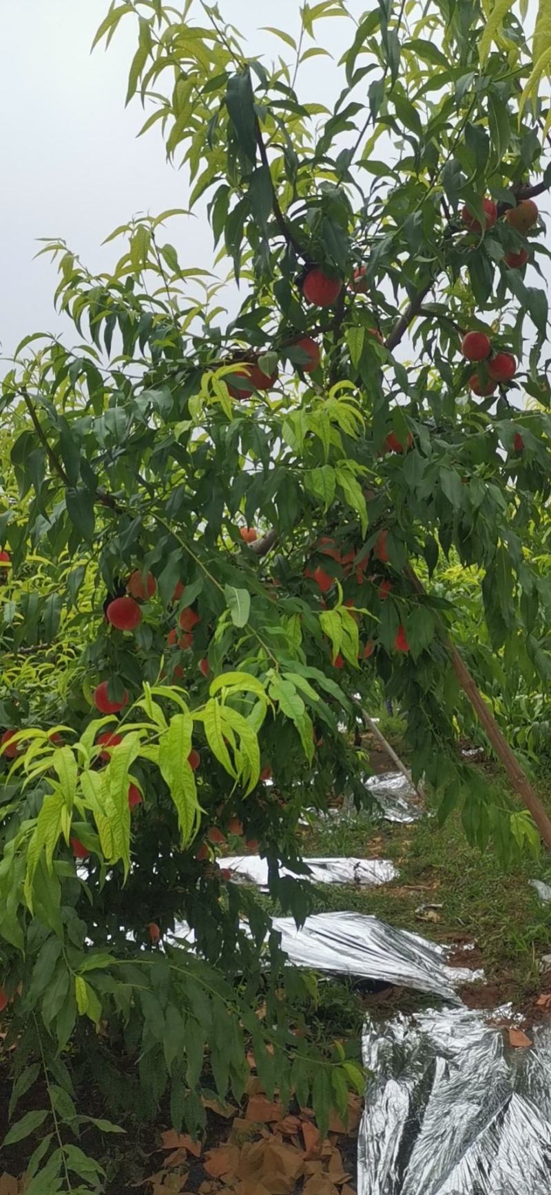 特大桃子一斤重大量上市红岗山