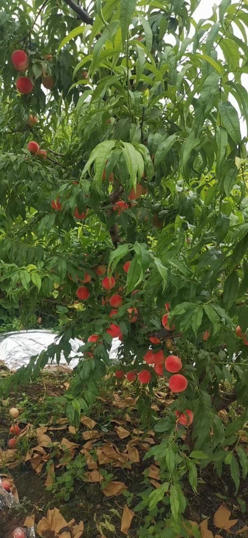 特大桃子一斤重大量上市红岗山