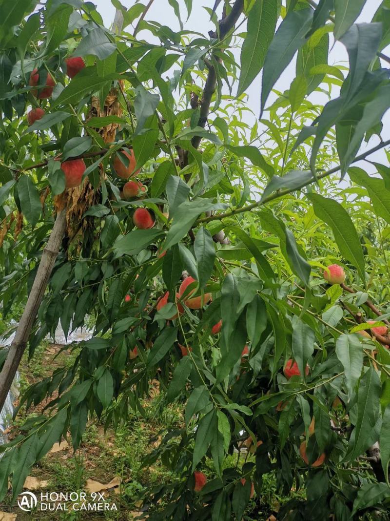 特大桃子一斤重大量上市红岗山