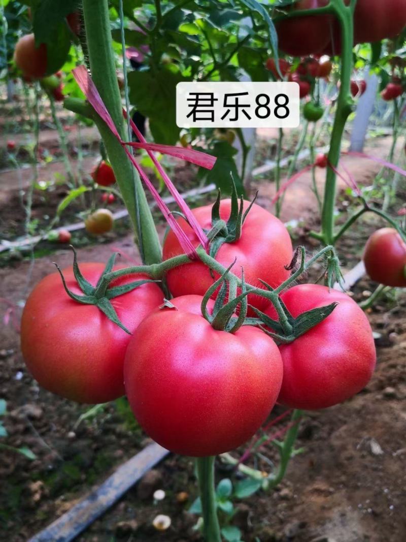 大果秀粉君乐88冬悦西红柿苗（秋延，越冬，早春)