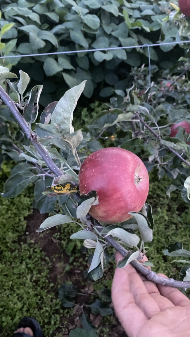 云南华硕苹果鲁丽苹果大量上市中货好价优