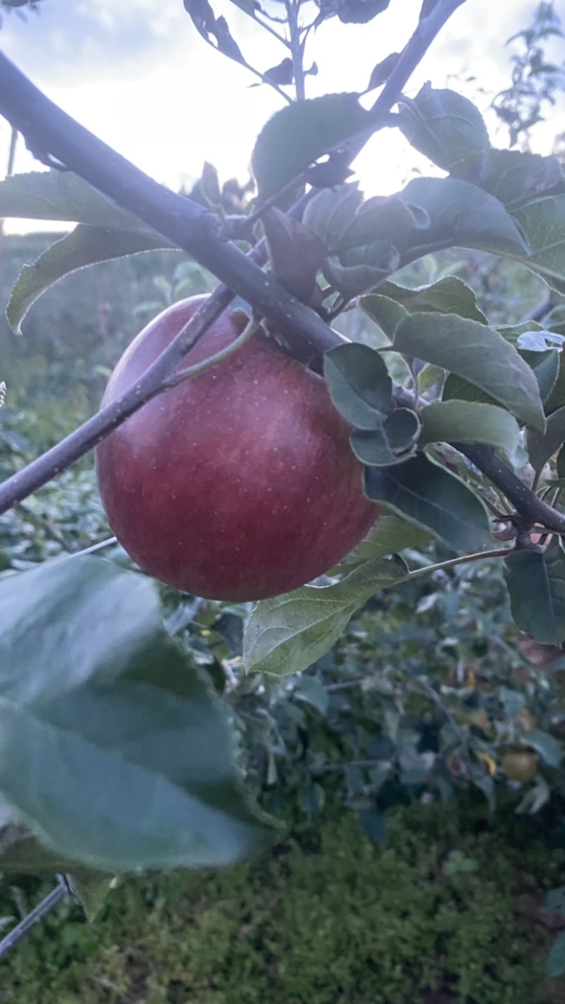 云南华硕苹果鲁丽苹果大量上市中货好价优