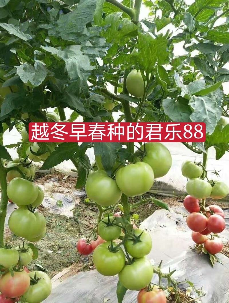大果秀粉君乐88冬悦西红柿苗（秋延，越冬，早春)