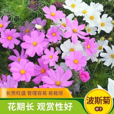 波斯菊花种子格桑花种籽子七彩花种四季开花易活花籽庭院室外