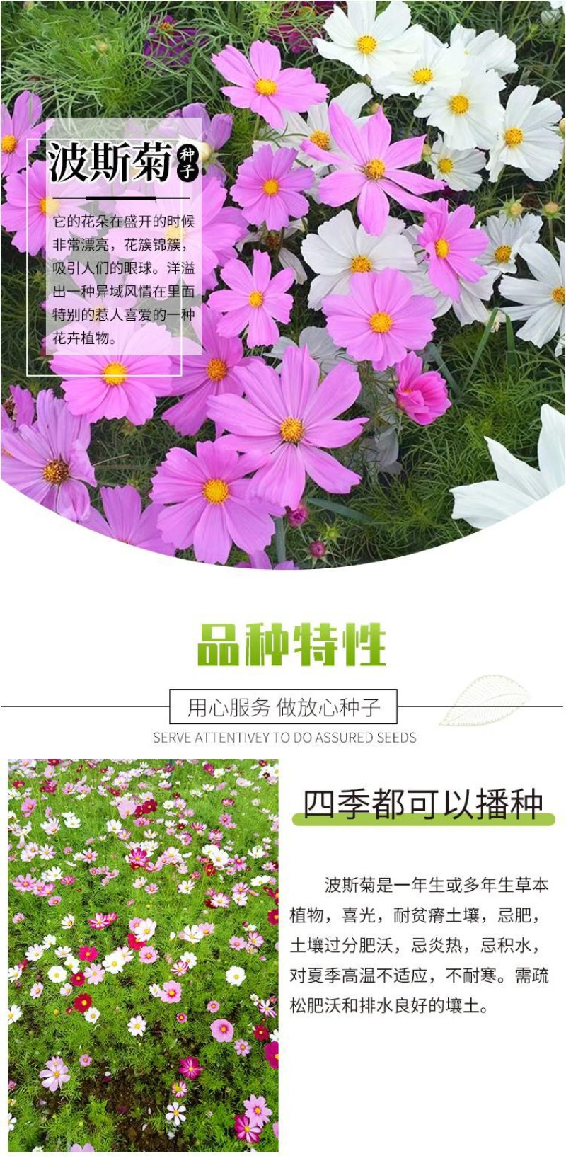波斯菊花种子格桑花种籽子七彩花种四季开花易活花籽庭院室外