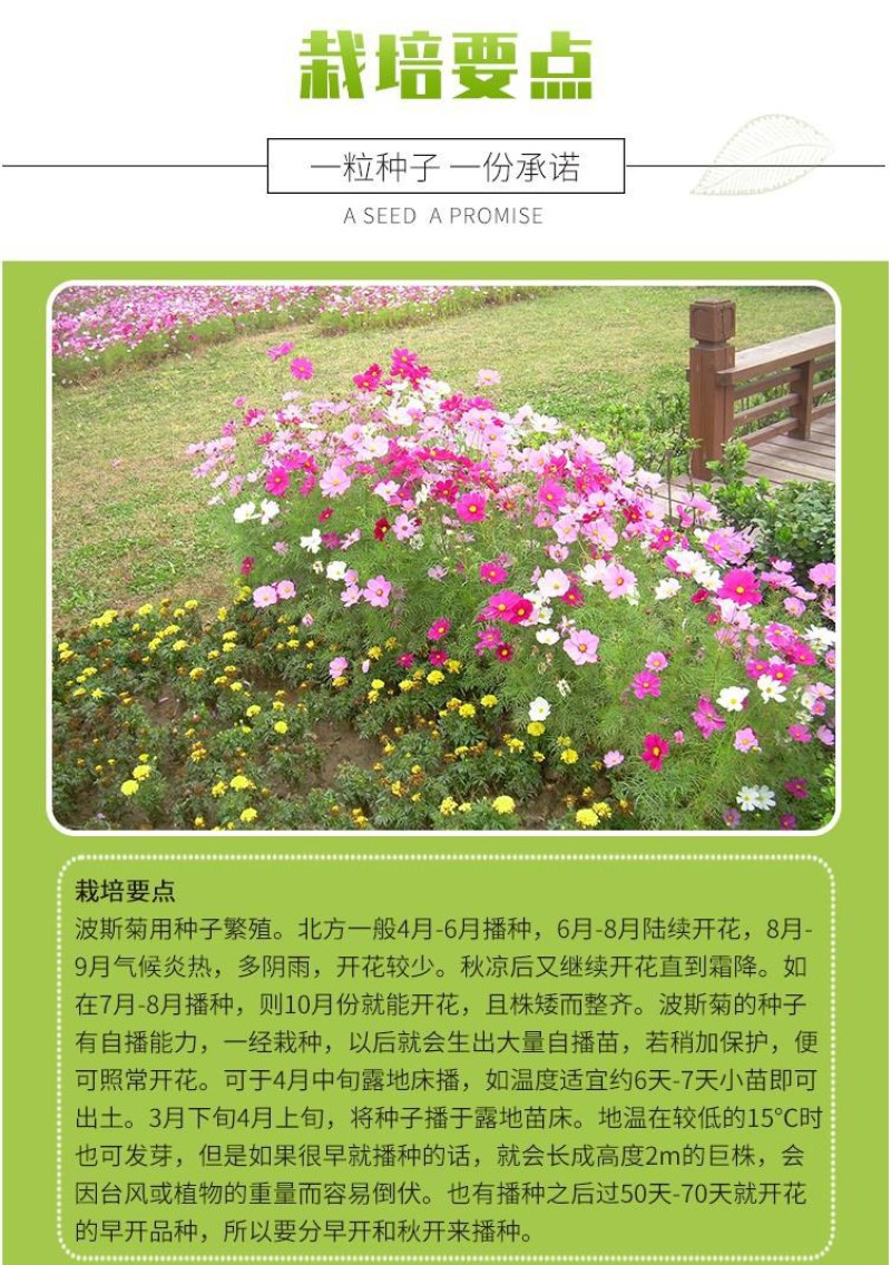 波斯菊花种子格桑花种籽子七彩花种四季开花易活花籽庭院室外