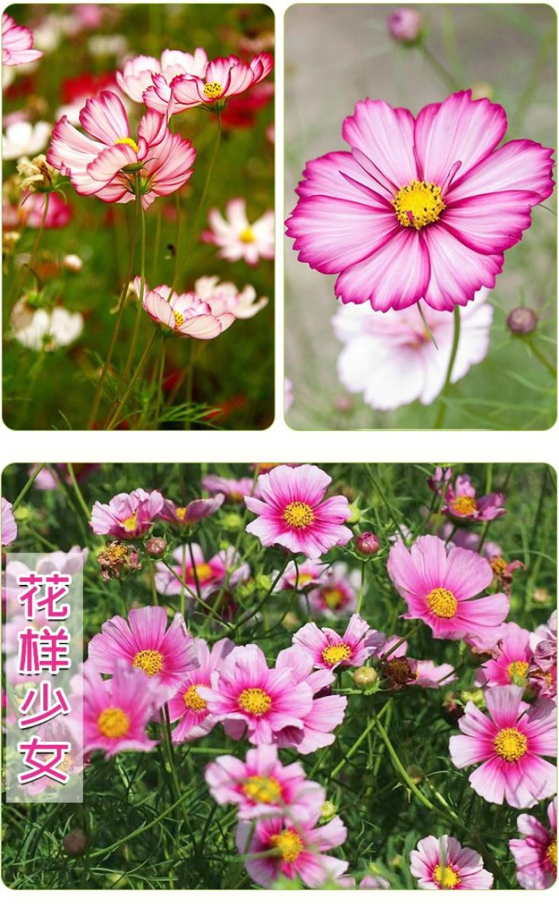 波斯菊花种子格桑花种籽子七彩花种四季开花易活花籽庭院室外