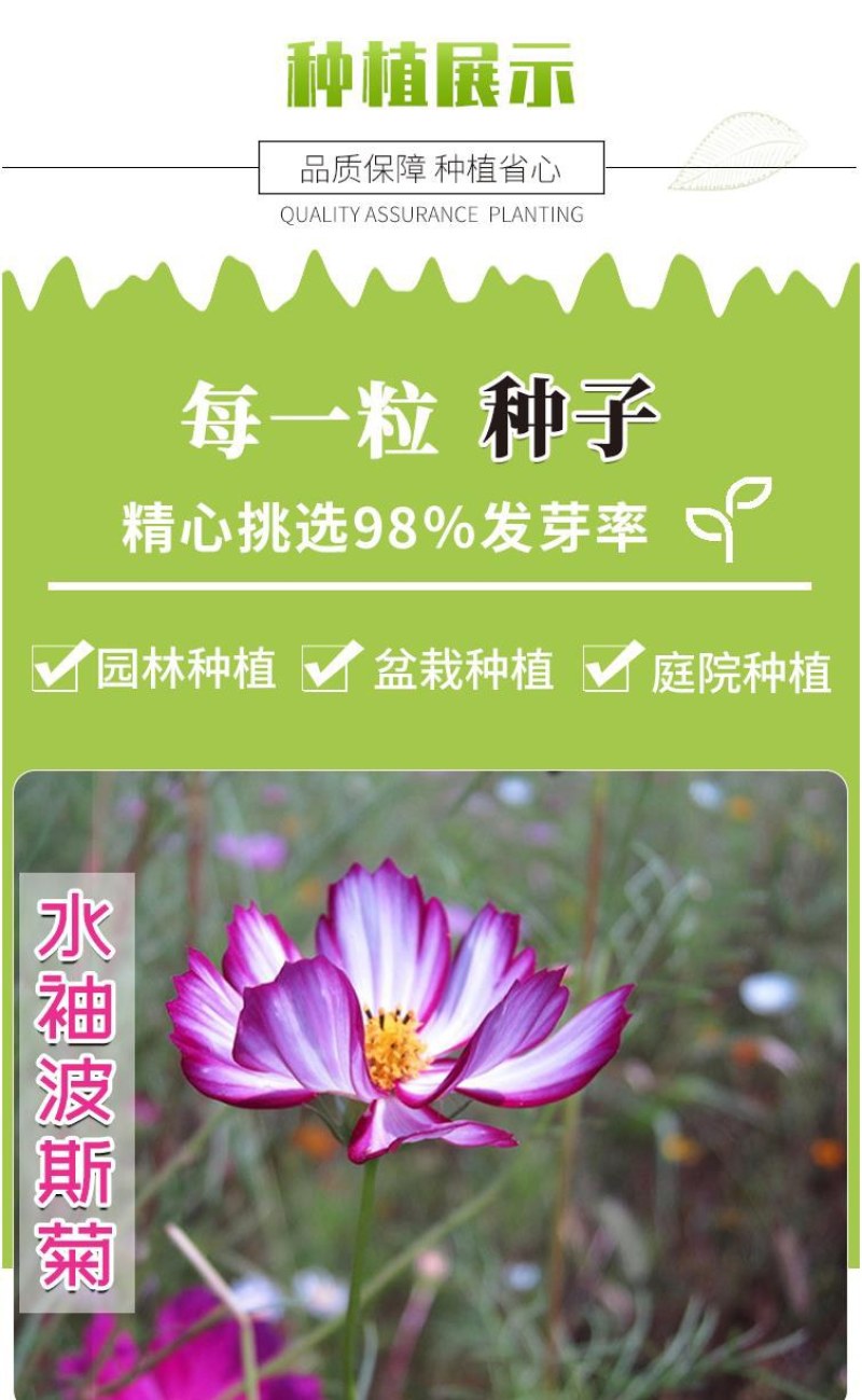波斯菊花种子格桑花种籽子七彩花种四季开花易活花籽庭院室外