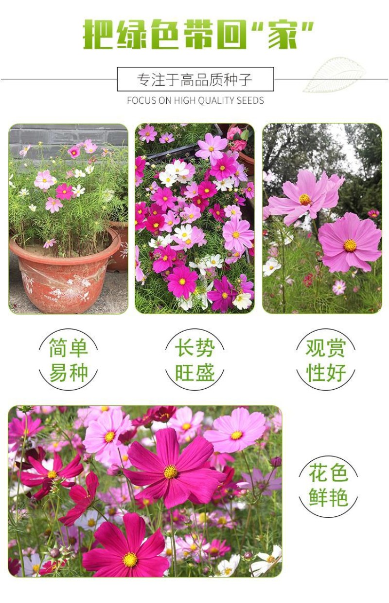 波斯菊花种子格桑花种籽子七彩花种四季开花易活花籽庭院室外