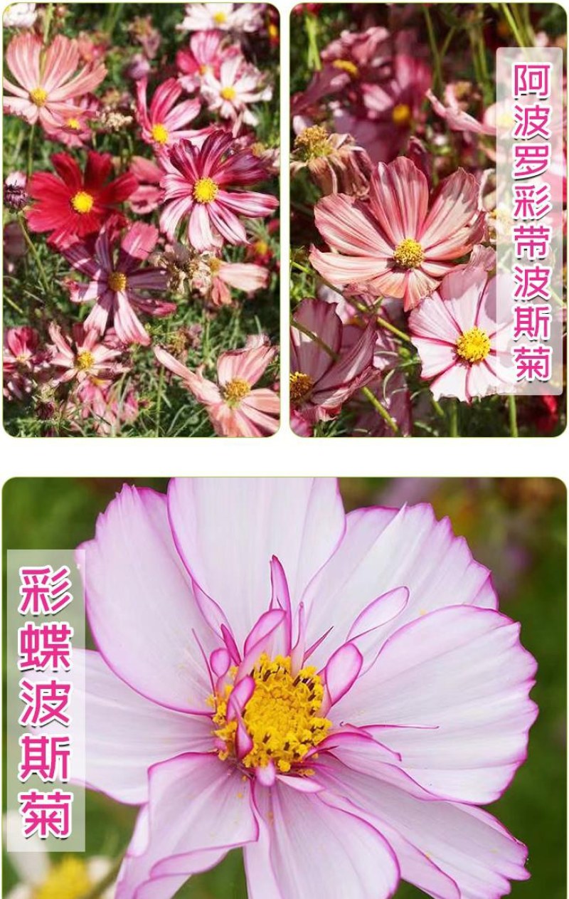波斯菊花种子格桑花种籽子七彩花种四季开花易活花籽庭院室外