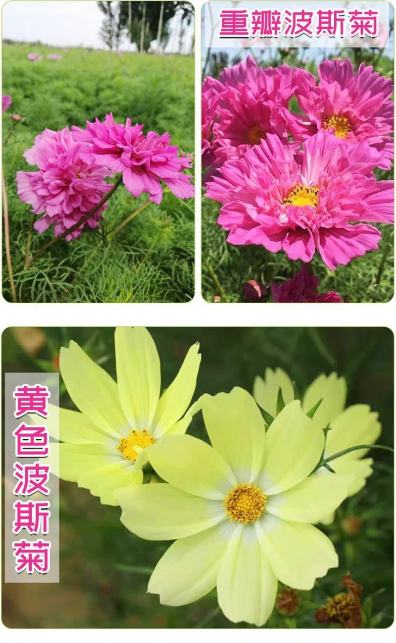 波斯菊花种子格桑花种籽子七彩花种四季开花易活花籽庭院室外