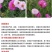 波斯菊花种子格桑花种籽子七彩花种四季开花易活花籽庭院室外