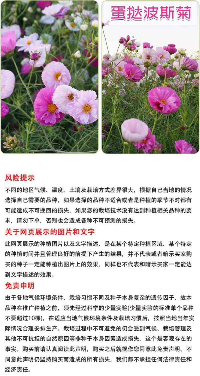 波斯菊花种子格桑花种籽子七彩花种四季开花易活花籽庭院室外